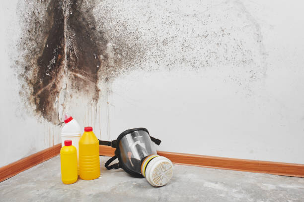 Best Commercial Mold Removal  in Georgetown, CA