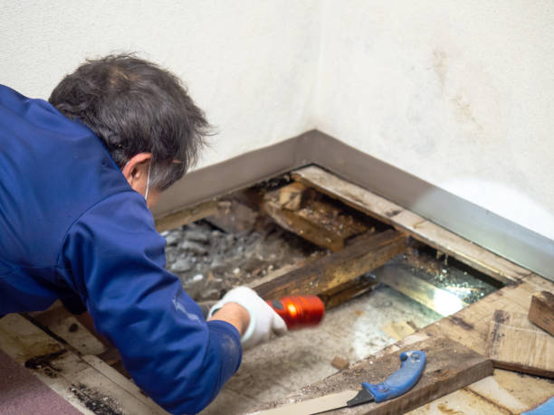 Best Water Damage Restoration  in Georgetown, CA