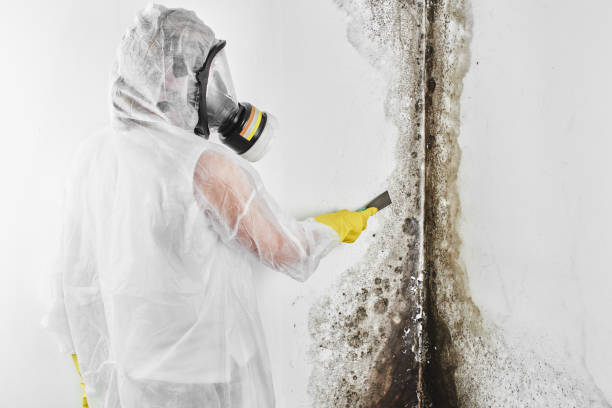 Best Fast Mold Removal  in Georgetown, CA
