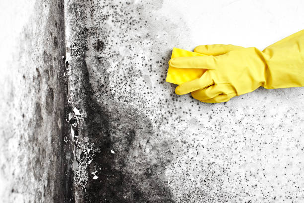 Best Mold Removal Near Me  in Georgetown, CA