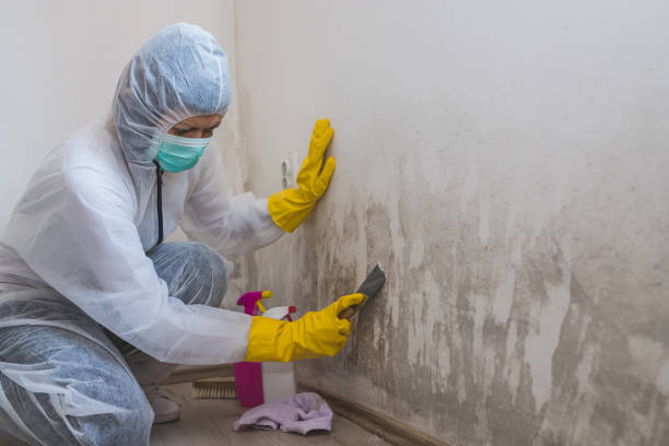 Best Mold Removal Specialists  in Georgetown, CA