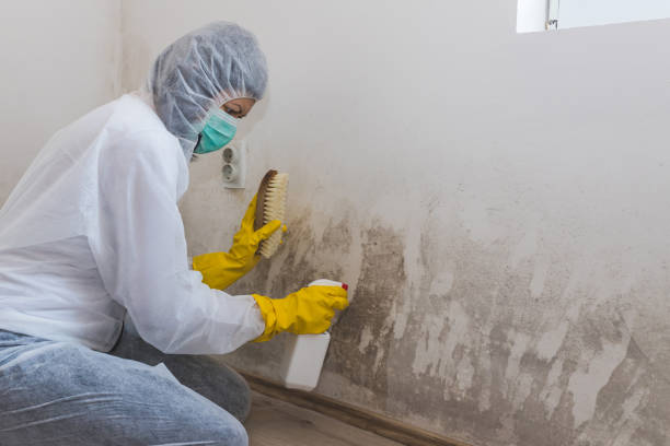 Mold Removal and Inspection in Georgetown, CA