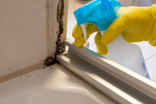 Best Mold Testing and Removal  in Georgetown, CA