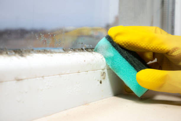 Best Mold Removal Company Near Me  in Georgetown, CA