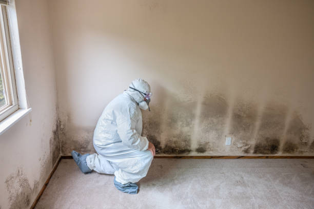 Trusted Georgetown, CA Mold Removal Experts