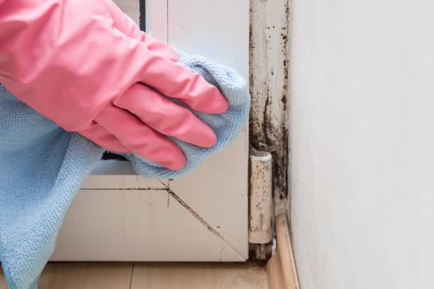 Mold Testing and Removal in Georgetown, CA