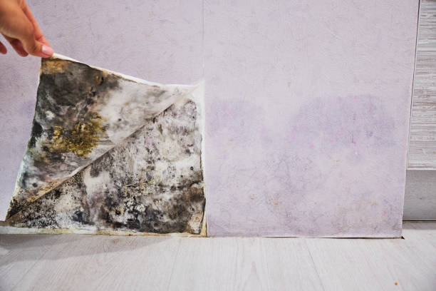 Best Mold Cleaning Services  in Georgetown, CA